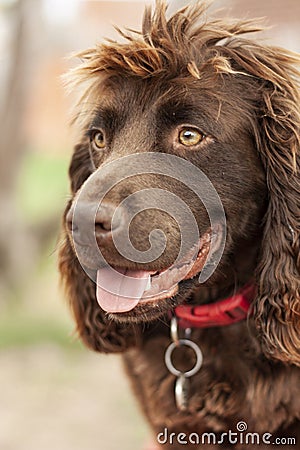 Dog portrait for websites or adverts Stock Photo