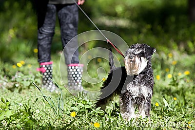 Dog posing on grass Stock Photo