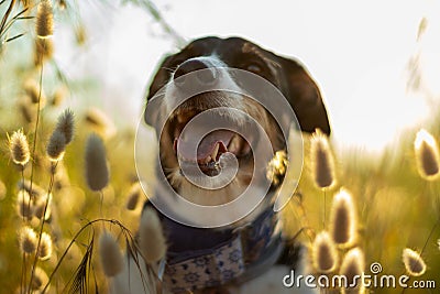 Dog posing loose with ears of wheat and nice lighting Stock Photo