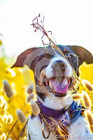 Dog posing loose with ears of wheat and nice lighting Stock Photo