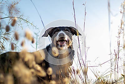 Dog posing loose with ears of wheat and nice lighting Stock Photo