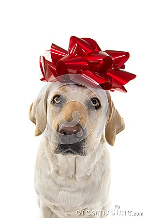 DOG PRESENT. LABRADOR WITH A BIG RED BOW ON HEAD. PUPPY OR PET GIFT FOR CHRISTMAS OR BIRTHDAY CONCEPT. ISOLATED SHOT AGAINST Stock Photo