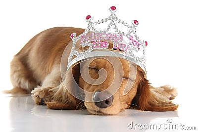 Dog princess Stock Photo