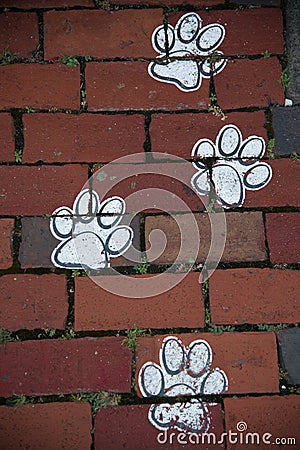 Dog prints Stock Photo