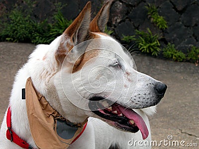 Dog profile Stock Photo