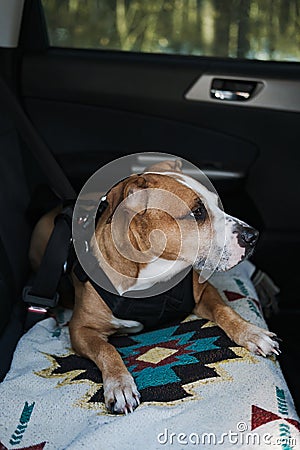 Dog wearing protective harness buckled to a car safety belt. Safe travelling or commuting by car with pets Stock Photo