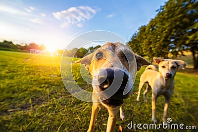 The dog in the public park with sun. Stock Photo