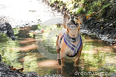 Dog in a puddle Stock Photo