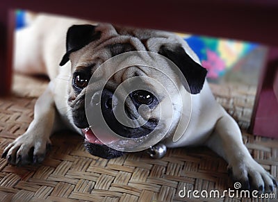 dog pug Stock Photo