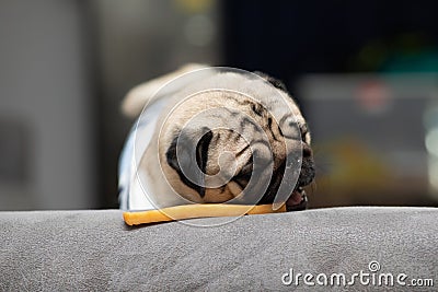 Dog pug breed eating Dog treats feeling happiness and enjoy Stock Photo