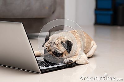 Dog Pug breed lying on computer laptop feeling so tried and lazy for work Stock Photo