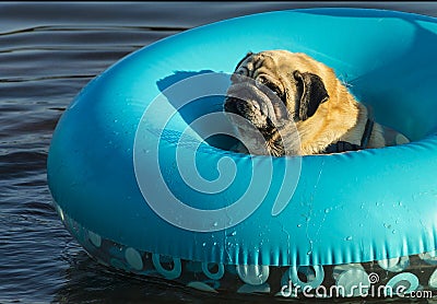 Dog pug swims on inflatable ring Stock Photo