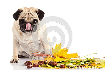 Dog pugdog isolated on white background, autumn Stock Photo