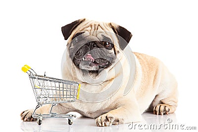 Dog pugdog shopping trolly isolated on white background. shopper Stock Photo