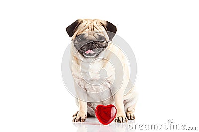 Dog pugdog und heart isolated on white background Stock Photo