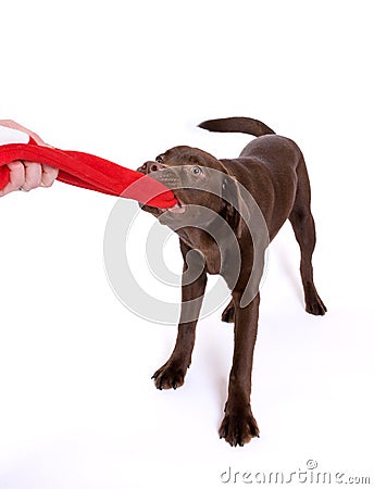 Dog pulling scarf Stock Photo