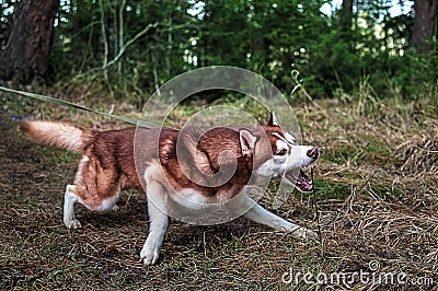 Dog pulls the leash and Stock Photo