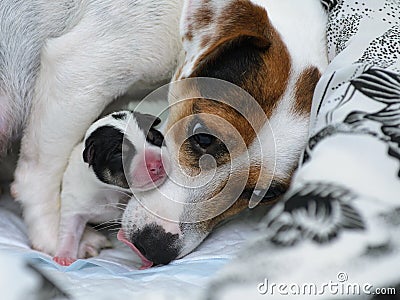 Dog puppies Jack Russell terrier right after birth. They lie on bed. Stock Photo
