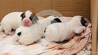 Dog puppies Jack Russell terrier right after birth. They lie on bed. Stock Photo