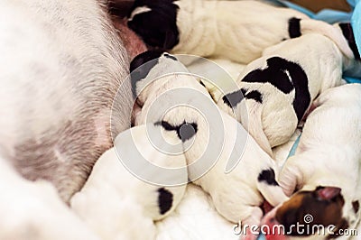 Dog puppies Jack Russell terrier right after birth. Small dogs. Stock Photo