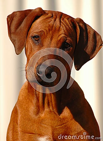 Dog puppy Stock Photo