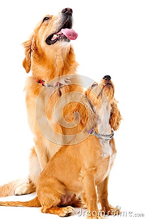 Dog and Puppy Stock Photo