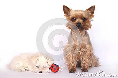 Dog and Puppy Stock Photo
