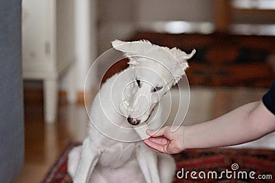 A dog puppy chewing bone. White playfull and cute borzoi russian greyhound Stock Photo
