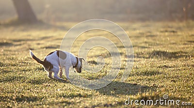 Dog puppy doing his toilet in the grass during morning walk Stock Photo