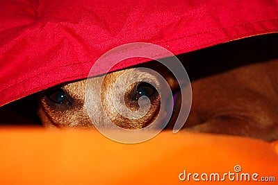 Dog puppy hides in the warmth between the blankets of his house on a winter day Stock Photo