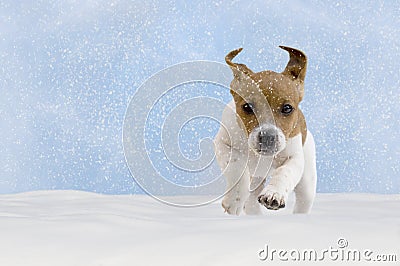 Dog, puppy, jack russel terrier playing in the snow Stock Photo