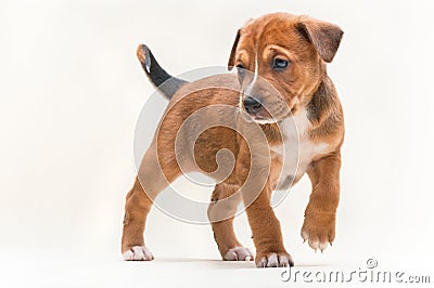 Dog puppy no 2 Stock Photo