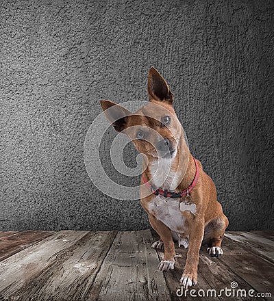 Dog with quizzical expression Stock Photo