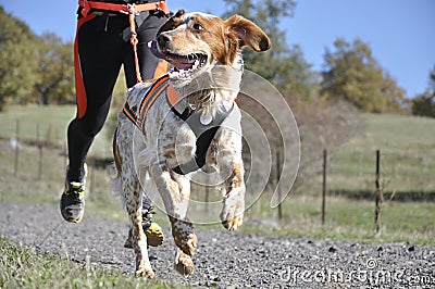 Dog in a race (canicross) Stock Photo