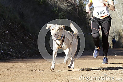 Dog in a race (canicross) Stock Photo