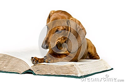 Dog Read Book, Animal School Education, Reading on White Stock Photo