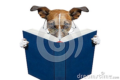 Dog reading a book Stock Photo