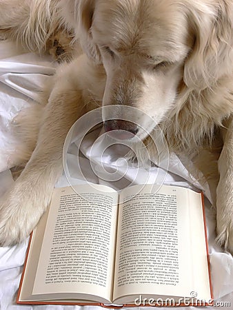 Dog reading book Stock Photo