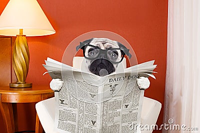 Dog reading newspaper at home Stock Photo