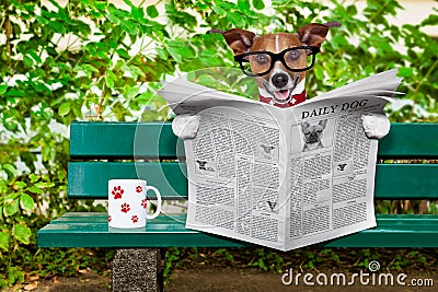 Dog reading newspaper Stock Photo