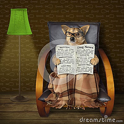 Dog reads a newspaper at a torchere Stock Photo