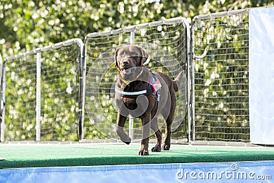 Dog poised to jump into pool Stock Photo