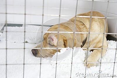 Dog Recovering In Vet's Kennels Stock Photo
