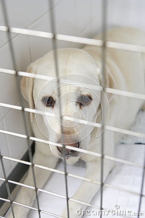 Dog Recovering In Vet's Kennels Stock Photo