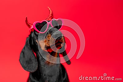 Dog on a red background in sunglasses and horns, the image of dangerous tempter Stock Photo