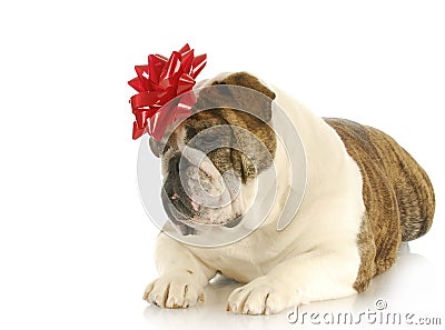 Dog with red bow Stock Photo