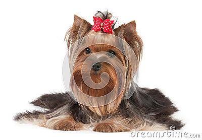 Dog with red bow Stock Photo