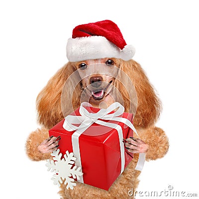 Dog in red Christmas hats with gift. Stock Photo