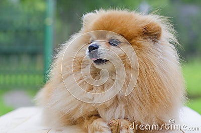 Dog red German Pomeranian Spitz holds a bone in his paws and licks his lips. best loyal friend Stock Photo