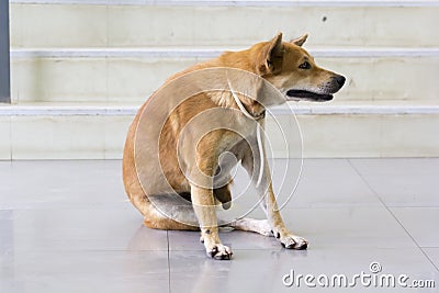 Dog red Itching A scratch Stock Photo
